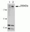 hNinein antibody, 41-3400, Invitrogen Antibodies, Western Blot image 