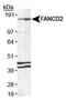 FA Complementation Group D2 antibody, MA1-16570, Invitrogen Antibodies, Western Blot image 