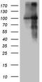 Brain Enriched Guanylate Kinase Associated antibody, CF810838, Origene, Western Blot image 