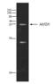 STAM-binding protein antibody, BML-PW0655-0025, Enzo Life Sciences, Western Blot image 