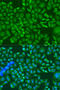 Imp2 antibody, 15-372, ProSci, Immunofluorescence image 