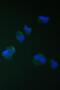 Mitochondrial import inner membrane translocase subunit Tim17-A antibody, A12168-1, Boster Biological Technology, Immunofluorescence image 