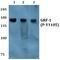 Glucocorticoid receptor DNA-binding factor 1 antibody, A03592Y1105, Boster Biological Technology, Western Blot image 