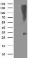 Synaptosome Associated Protein 25 antibody, CF502968, Origene, Western Blot image 