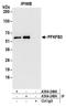 6-Phosphofructo-2-Kinase/Fructose-2,6-Biphosphatase 3 antibody, A304-248A, Bethyl Labs, Immunoprecipitation image 