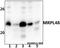 Mitochondrial Ribosomal Protein L48 antibody, A15184, Boster Biological Technology, Western Blot image 