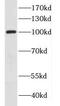Dynamin-I antibody, FNab02576, FineTest, Western Blot image 