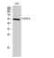 Fibroblast Growth Factor Receptor Like 1 antibody, STJ93067, St John