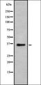 CD32 antibody, orb378255, Biorbyt, Western Blot image 