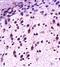 EPH Receptor A1 antibody, orb10609, Biorbyt, Immunohistochemistry paraffin image 