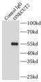One Cut Homeobox 2 antibody, FNab05994, FineTest, Immunoprecipitation image 