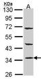 Phosphotriesterase Related antibody, GTX102860, GeneTex, Western Blot image 