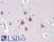 Ubiquilin-1 antibody, LS-B3142, Lifespan Biosciences, Immunohistochemistry frozen image 