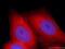 Matrix metalloproteinase-20 antibody, 55467-1-AP, Proteintech Group, Immunofluorescence image 