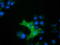 MIC5 antibody, LS-C115429, Lifespan Biosciences, Immunofluorescence image 