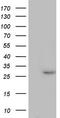 Platelet Activating Factor Acetylhydrolase 1b Catalytic Subunit 3 antibody, CF804392, Origene, Western Blot image 