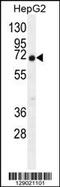 Chromosome 11 Open Reading Frame 95 antibody, 55-798, ProSci, Western Blot image 