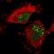 Regulation of nuclear pre-mRNA domain-containing protein 1A antibody, NBP1-87917, Novus Biologicals, Immunofluorescence image 
