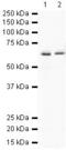 Receptor-type tyrosine-protein phosphatase gamma antibody, PA5-19458, Invitrogen Antibodies, Western Blot image 
