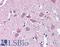 Wnt Family Member 9A antibody, LS-A9616, Lifespan Biosciences, Immunohistochemistry paraffin image 