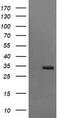 Synaptophysin antibody, TA506040, Origene, Western Blot image 