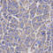 3-Hydroxy-3-Methylglutaryl-CoA Reductase antibody, LS-C331599, Lifespan Biosciences, Immunohistochemistry frozen image 