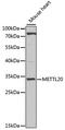 UPF0516 protein C12orf72 homolog antibody, 22-743, ProSci, Western Blot image 