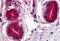 Wnt Family Member 8A antibody, MBS246877, MyBioSource, Immunohistochemistry frozen image 