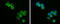 BCL2 antibody, GTX100064, GeneTex, Immunofluorescence image 