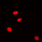 H2A Histone Family Member Z antibody, LS-C359008, Lifespan Biosciences, Immunofluorescence image 
