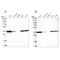Pyridoxal kinase antibody, NBP1-88284, Novus Biologicals, Western Blot image 