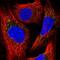 Peroxisomal Biogenesis Factor 13 antibody, PA5-56941, Invitrogen Antibodies, Immunofluorescence image 
