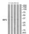 Insulin Like Growth Factor Binding Protein 2 antibody, TA314059, Origene, Western Blot image 