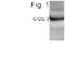 Cell Death Inducing DFFA Like Effector C antibody, PA1-4316, Invitrogen Antibodies, Western Blot image 
