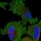 Kinetochore-associated protein 1 antibody, NBP1-83032, Novus Biologicals, Immunofluorescence image 