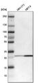 Bisphosphoglycerate Mutase antibody, HPA016493, Atlas Antibodies, Western Blot image 