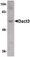 Dishevelled Binding Antagonist Of Beta Catenin 3 antibody, PA5-20630, Invitrogen Antibodies, Western Blot image 