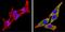 Cytochrome P450 4A10 antibody, GTX79175, GeneTex, Immunofluorescence image 