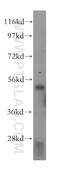 Sulfide Quinone Oxidoreductase antibody, 17256-1-AP, Proteintech Group, Western Blot image 