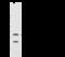 Achaete-scute homolog 1 antibody, 106396-T36, Sino Biological, Western Blot image 