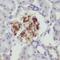 Small muscular protein antibody, FNab08042, FineTest, Immunohistochemistry frozen image 