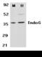 Endonuclease G, mitochondrial antibody, AHP730, Bio-Rad (formerly AbD Serotec) , Western Blot image 
