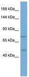 Family With Sequence Similarity 13 Member A antibody, TA335609, Origene, Western Blot image 