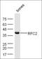 Replication Factor C Subunit 2 antibody, orb158278, Biorbyt, Western Blot image 