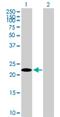 TSC22 Domain Family Member 3 antibody, H00001831-B01P, Novus Biologicals, Western Blot image 