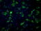 Fumarate Hydratase antibody, TA500682, Origene, Immunofluorescence image 