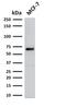Estrogen Receptor 1 antibody, AE00172, Aeonian Biotech, Western Blot image 