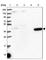 Methionine aminopeptidase 1 antibody, HPA037997, Atlas Antibodies, Western Blot image 