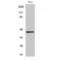 Nei Like DNA Glycosylase 1 antibody, LS-C384813, Lifespan Biosciences, Western Blot image 