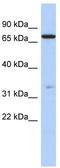 Ataxin 7 Like 2 antibody, TA337844, Origene, Western Blot image 